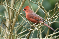 Cardinalis cardinalis